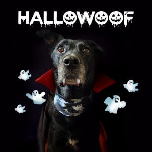 HalloGhosts