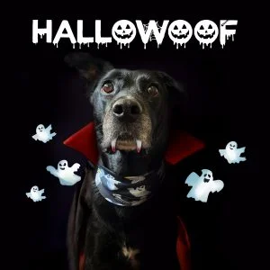 HalloGhosts