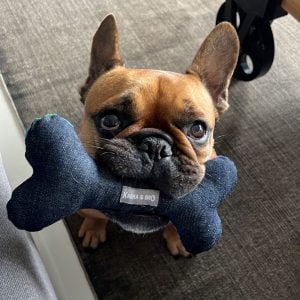 Squeaky Toy